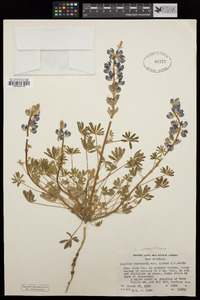 Lupinus sparsiflorus image