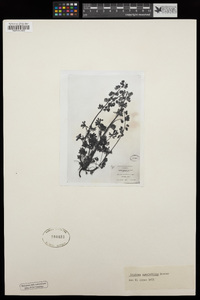 Lupinus spectabilis image