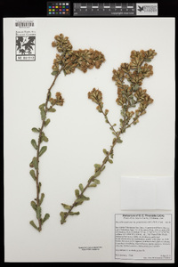 Hazardia squarrosa var. grindelioides image