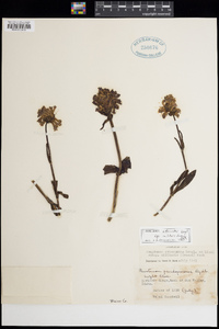 Penstemon attenuatus subsp. militaris image