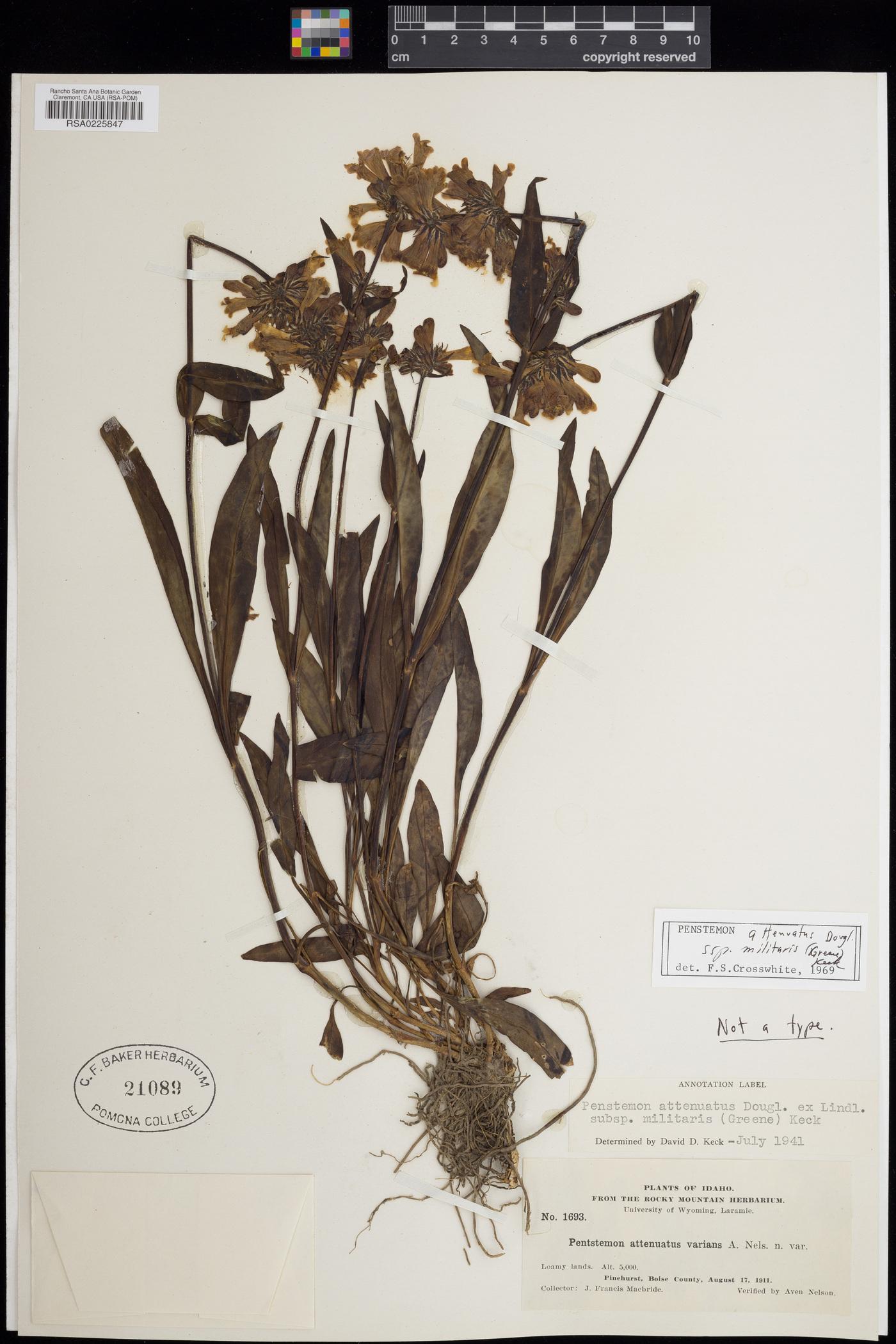Penstemon attenuatus subsp. militaris image
