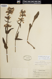 Penstemon attenuatus image