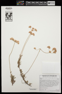 Eriogonum fasciculatum image