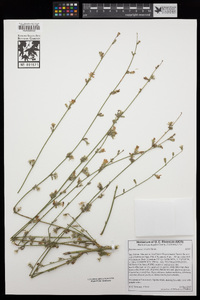 Stephanomeria virgata image