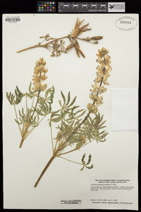 Lupinus succulentus image