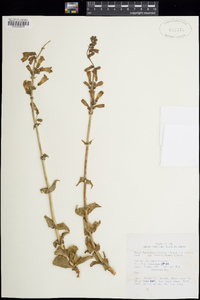 Penstemon bicolor subsp. roseus image