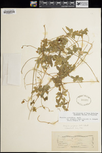 Phaseolus pedicellatus image