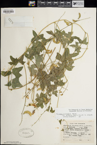 Phaseolus pedicellatus var. grayanus image