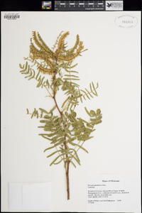 Prosopis glandulosa image