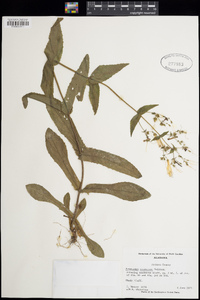 Penstemon canescens image