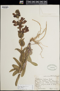 Penstemon cobaea image