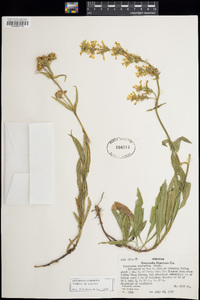 Penstemon confertus image