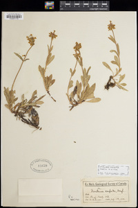 Penstemon confertus image