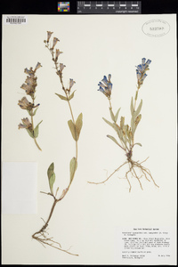 Penstemon cyananthus var. subglaber image