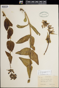 Penstemon cyananthus subsp. cyananthus image