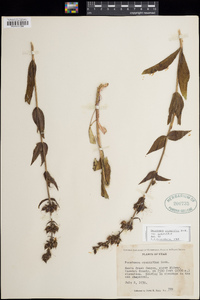 Penstemon cyananthus subsp. cyananthus image