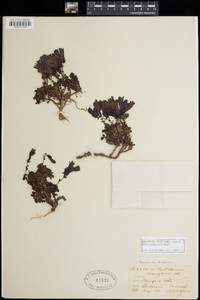 Penstemon davidsonii subsp. menziesii image