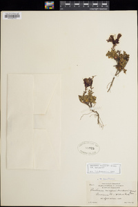 Penstemon davidsonii subsp. davidsonii image