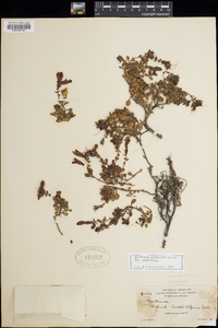 Penstemon davidsonii subsp. davidsonii image