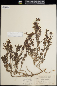 Penstemon deustus subsp. deustus image