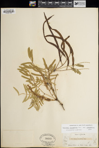 Prosopis glandulosa image