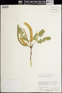 Prosopis glandulosa image