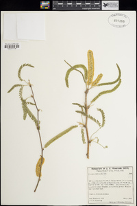 Prosopis juliflora image