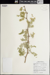 Prosopis velutina image