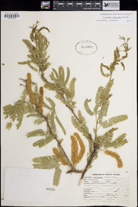 Prosopis velutina image