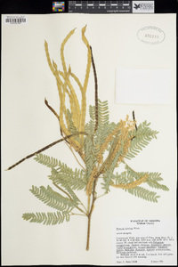 Prosopis velutina image