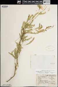 Prosopis velutina image