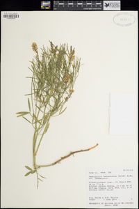 Ladeania lanceolata image