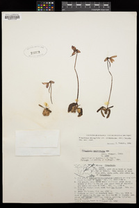 Pinguicula orchidioides image