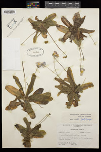 Pinguicula primuliflora image