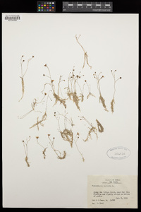 Utricularia subulata image