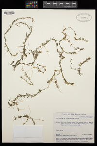 Utricularia intermedia image