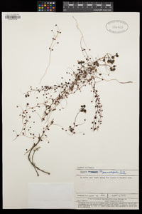 Drosera menziesii subsp. thysanosepala image