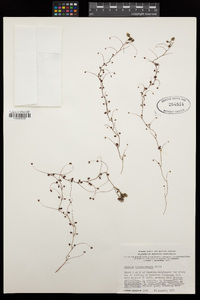 Drosera menziesii subsp. thysanosepala image