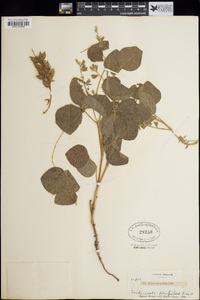 Rhynchosia latifolia image