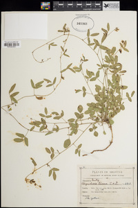 Rhynchosia senna image