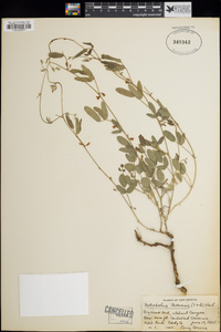 Rhynchosia senna var. angustifolia image