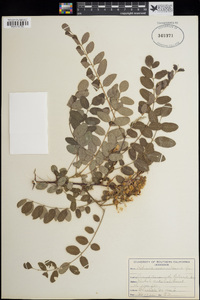 Robinia neomexicana image