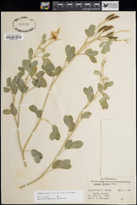 Senna covesii image