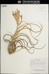 Tillandsia caput-medusae image