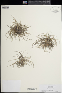 Tillandsia recurvata image