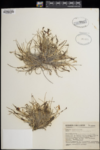 Tillandsia recurvata image