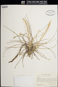 Tillandsia schiedeana image