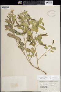 Senna bauhinioides image