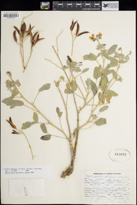 Senna covesii image