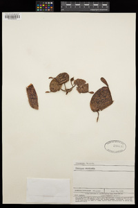Nepenthes ampullaria image